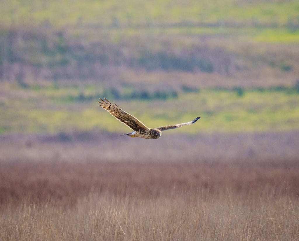 A Northern Harrier in flight over a grassy meadow, showcasing its powerful wings. Referencing flight for survival mode 