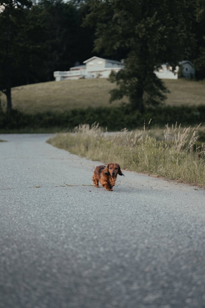 Dachshund walking on a peaceful rural road, illustrating simple daily habits that support burnout recovery.