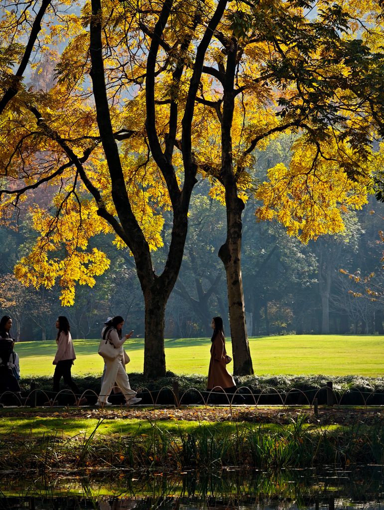 People walking under vibrant autumn trees in a serene park setting.