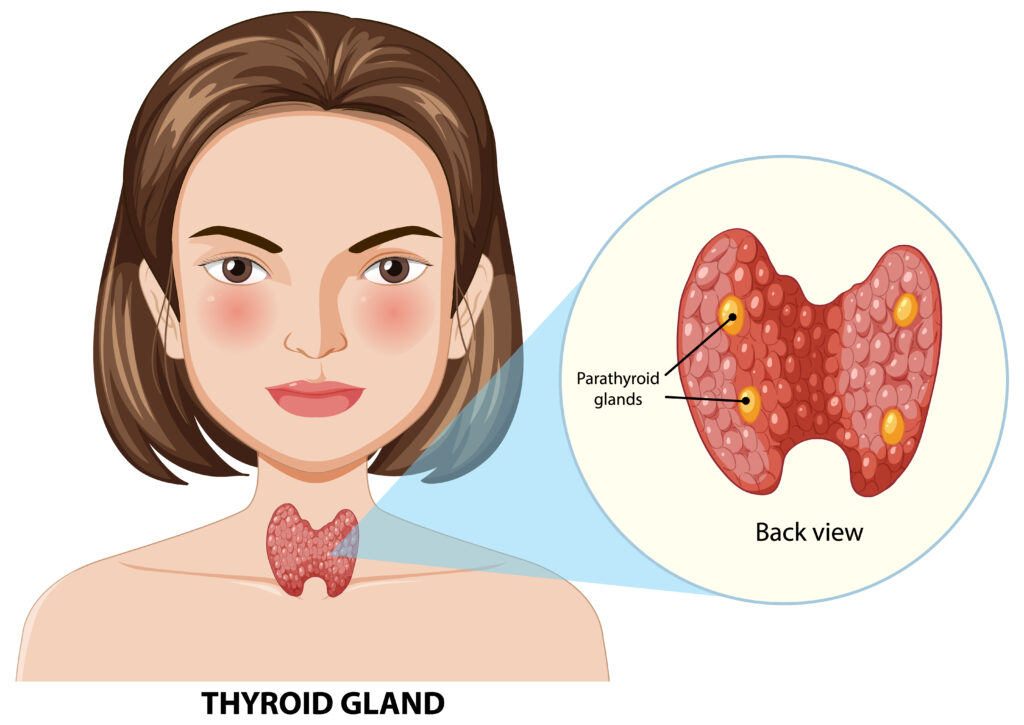 Detailed anatomy of thyroid gland
