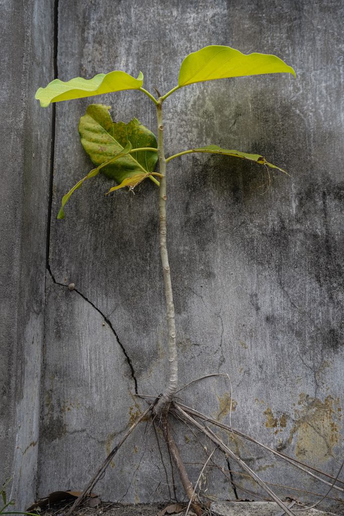 A small sapling with exposed roots grows against a weathered wall in Jaffna representing strength with boundary setting.